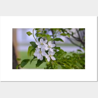 White Crab Apple Blossoms Posters and Art